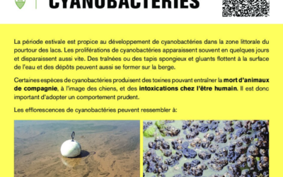 Cyanobactérie présente dans le léman